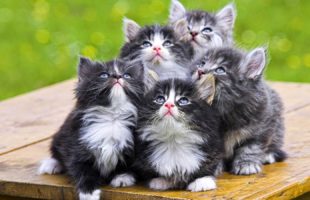 Cute Cat Moments Video Compilation