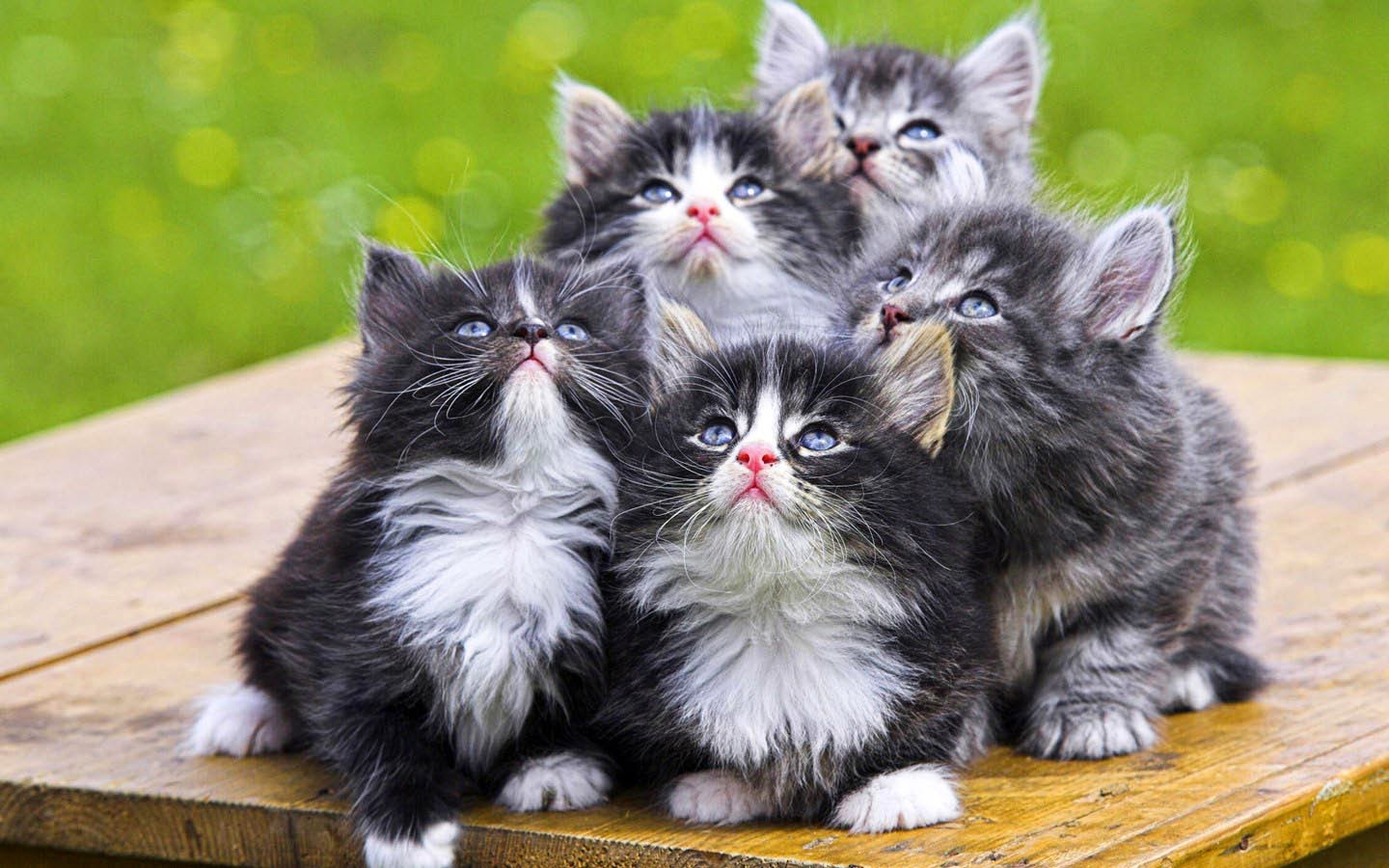 Cute Cat Moments Video Compilation