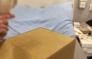 Cockatiel Does a Little Tap Dance on its Own