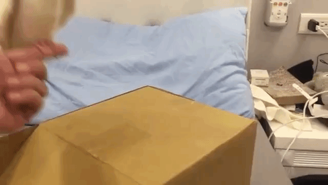 Cockatiel Does a Little Tap Dance on its Own