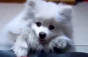 Way to Live Life Inspiration by Cute Puppies
