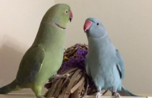Parrot Brothers Communicating With Each Other