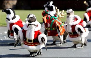 Penguins Dressed as Santa Claus at Japanese Zoo Celebrate the Holiday Season