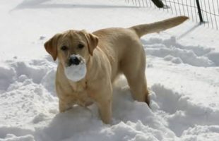 Dog Gets Crazy When He Lost His Snow Ball in Snow