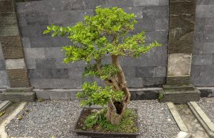 Bonsai Trees: Know Why They Are Good For Health And Learn To Take Care Of Them