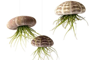 Jellyfish-shaped Plants for Your Home