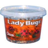 Live Ladybugs, Approximately 1,500 Count