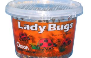 Live Ladybugs, Approximately 1,500 Count
