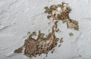 Mold Abatement, Mold Removal and Remediation – What’s the Difference?