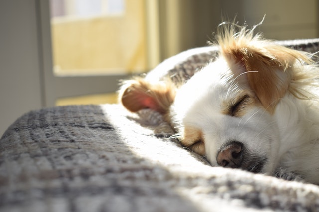 Why CBD Can Do Wonders for Your Cats and Dogs