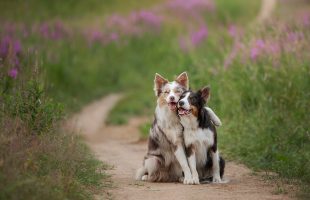 Top Gifts for Your Pet for Christmas