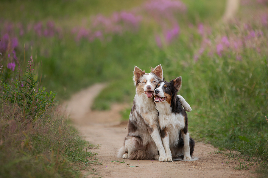 Top Gifts for Your Pet for Christmas