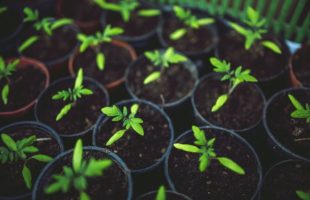How Greenhouse Gardening Improves Your Mental Health