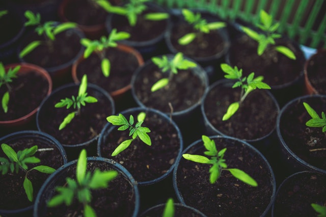 How Greenhouse Gardening Improves Your Mental Health eco-ecology-environment-5808