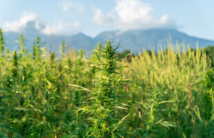 Tips for using indoor growing equipment such as LED light and tents in Canada