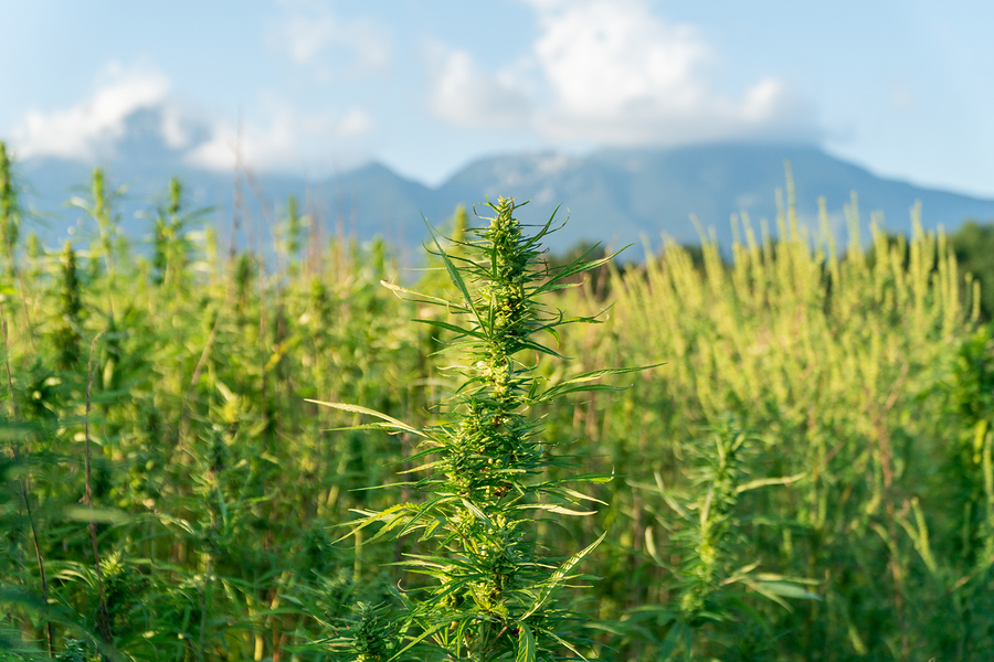 Hemp CBD vs. Marijuana CBD – Understanding the Difference