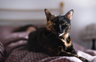 Cat muzzle – to use or not to use?