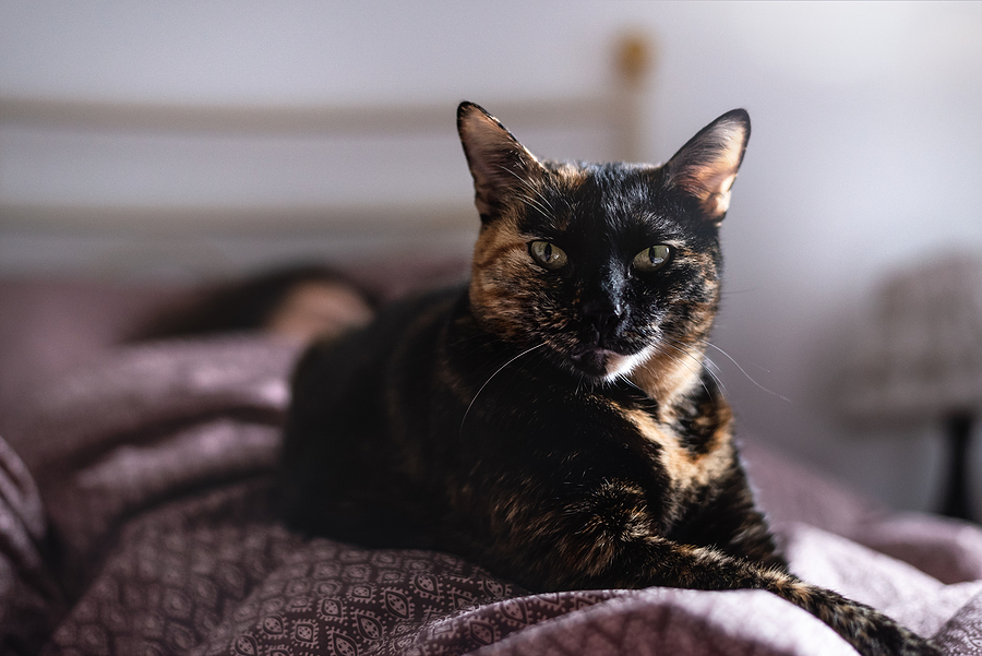 Cat muzzle – to use or not to use?