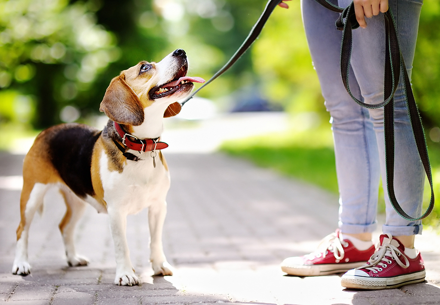 Winter Safety Tips for Your Pets