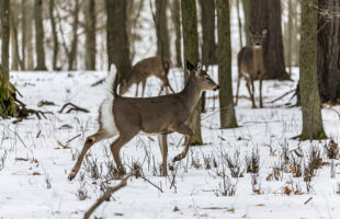 If You Liked Screaming Goats, You’ll LOVE Screaming Deer