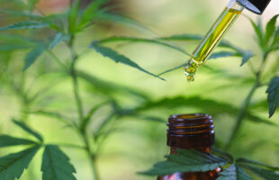 Uses of the CBD Hemp flower
