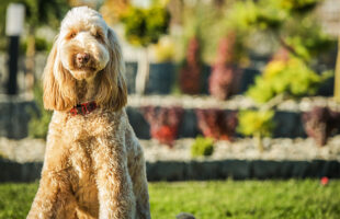Hypoallergenic Friendly Dog Breeds