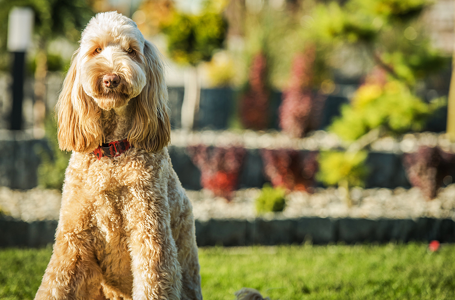 Hypoallergenic Friendly Dog Breeds