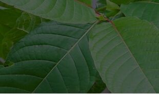 A Beginners Red Bali Kratom Strain Guide