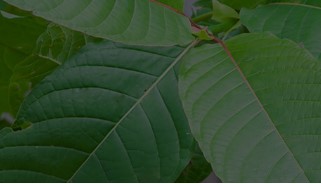 A Beginners Red Bali Kratom Strain Guide