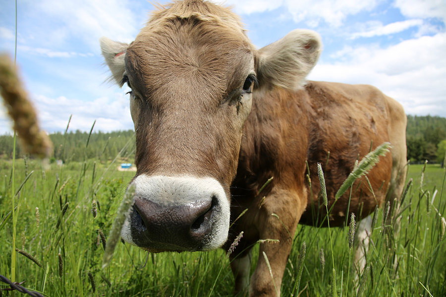 Why Foodies Swear by Sustainable Local Meat
