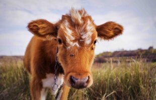 Why Foodies Swear by Sustainable Local Meat