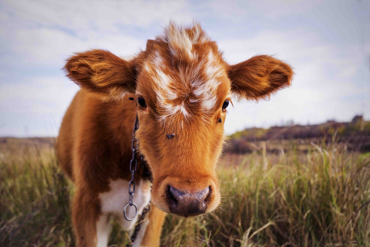 Why Foodies Swear by Sustainable Local Meat