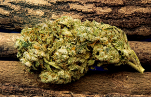 5 Best Medical Marijuana Strains Across the Country