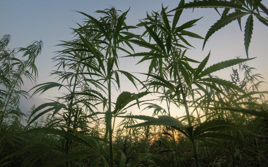 What Is CBD? Everything You Need to Know
