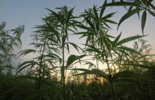 What Is CBD? Everything You Need to Know