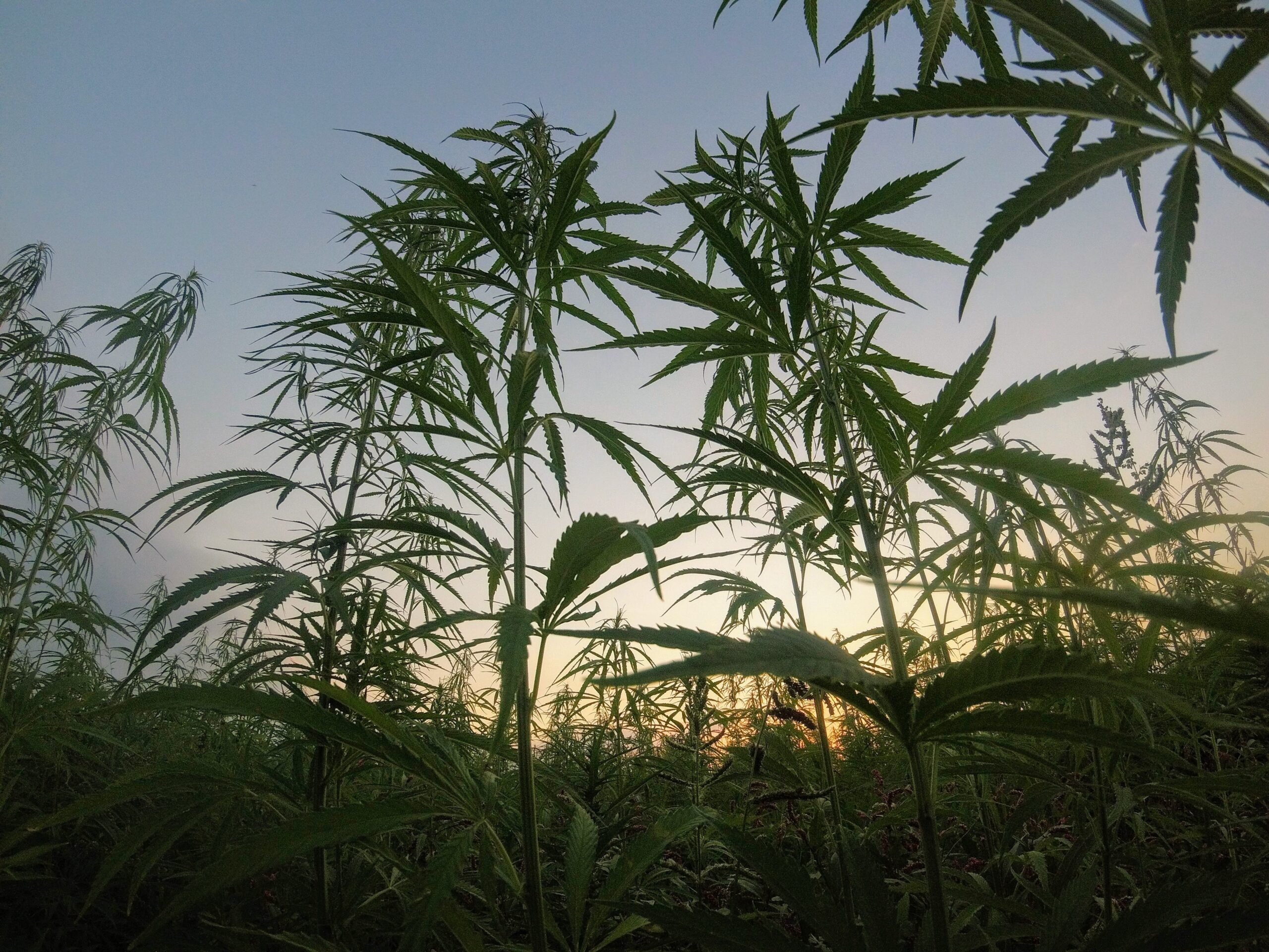 What Is CBD? Everything You Need to Know