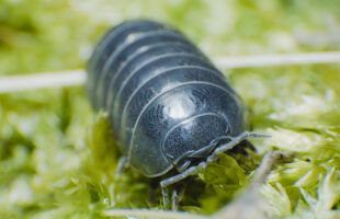 How to Deal with Pill Bugs in Your Home & Garden