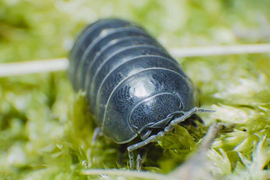 How to Deal with Pill Bugs in Your Home & Garden Pill Bug Armadillidium Vulgare Crawl On Moss Green Background Fr