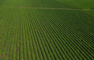 Why Every Farmer Is Switching to Low Salt Fertilizer—And You Should Too