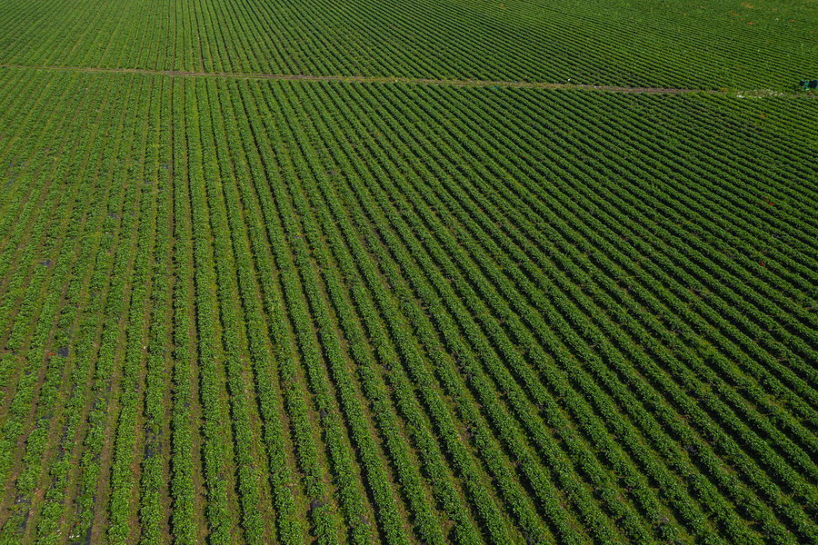 Why Every Farmer Is Switching to Low Salt Fertilizer—And You Should Too