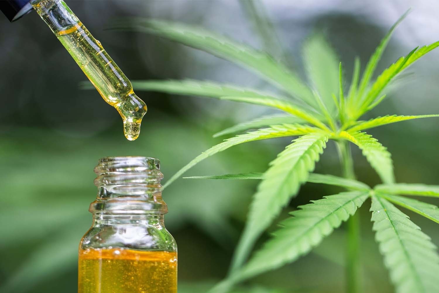 CBD oil in the UK: Understanding CBD and Terpenes CBD oil