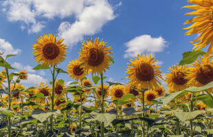 5 Flower Facts You Need To Know