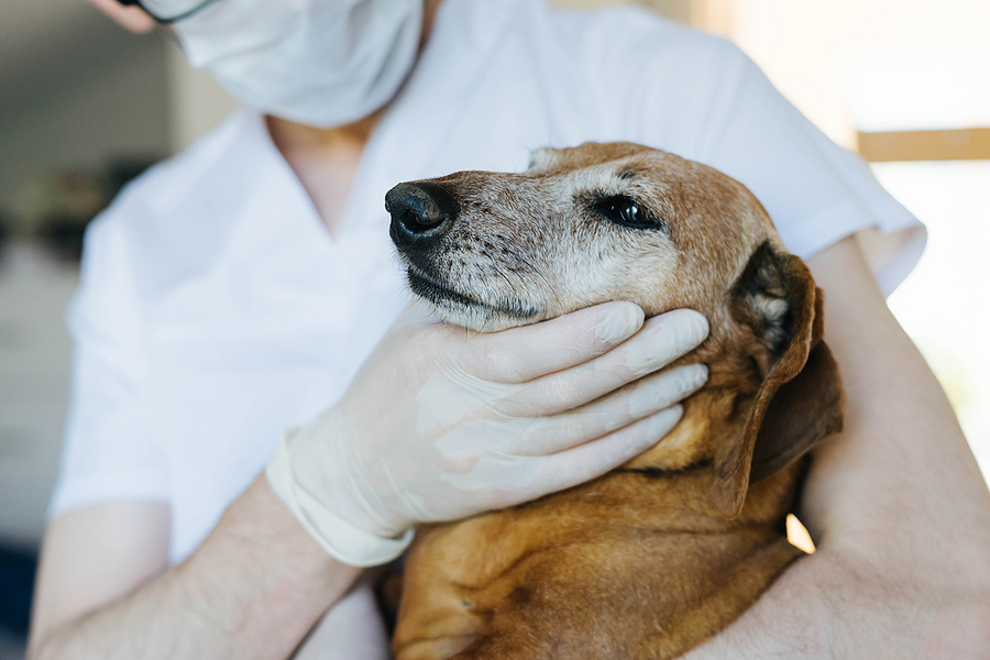 Various Symptoms Among Pets That are Alarming for Pet Owners