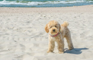 Let’s Get to Know More About Our Favorite Goldendoodle