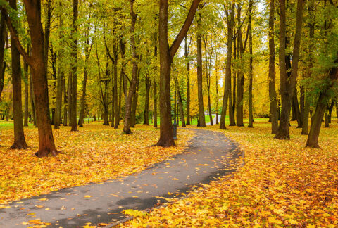5 Things to Do This Fall