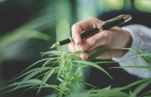How to Choose the Best Online Dispensary