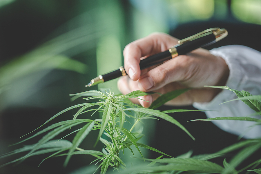 How to Choose the Best Online Dispensary