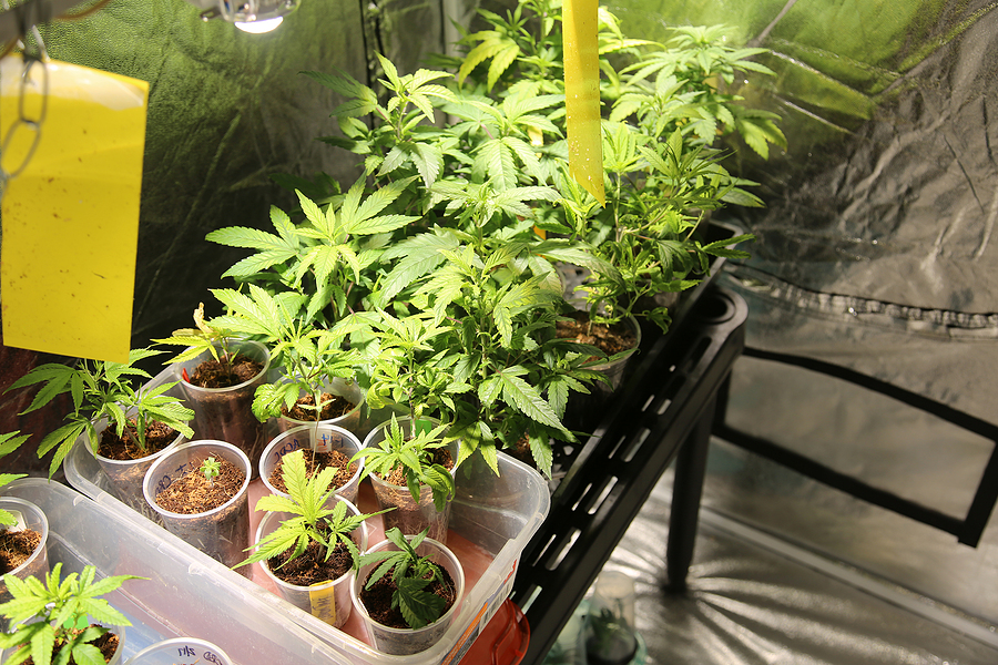 Common Grow Op Mistakes to Avoid with Grow Tents
