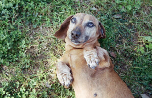 Everything You Need to Know About Belly Buttons in Dogs