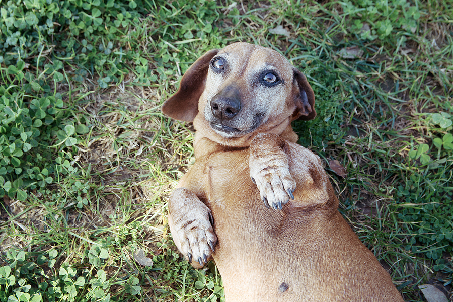 Everything You Need to Know About Belly Buttons in Dogs